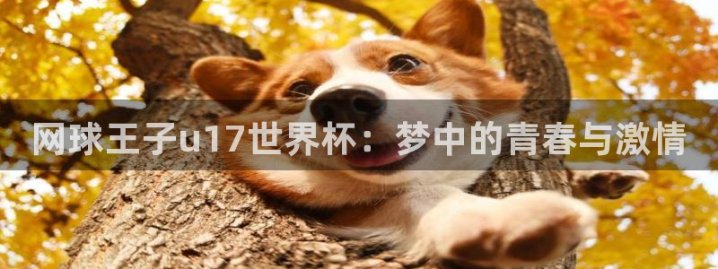 2026世界杯南美区积分榜：网球王子u17世界杯：梦中的青春与激情