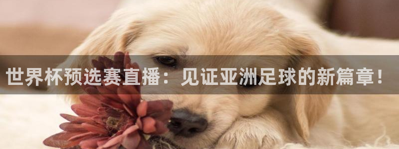 世界杯直播网站：世界杯预选赛直播：见证亚洲足球的新篇章！